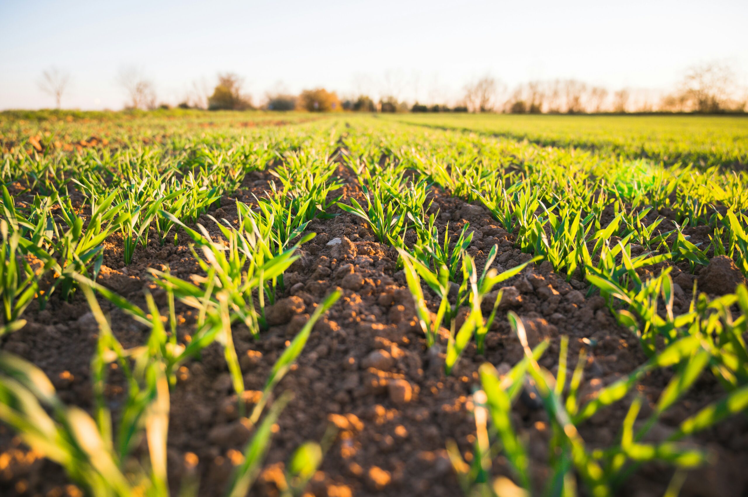 Nathan Smith Farms Ltd.