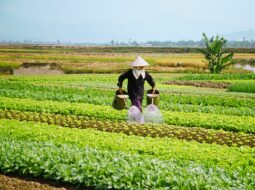 Nathan Smith Farms Ltd:Sustainable Farming